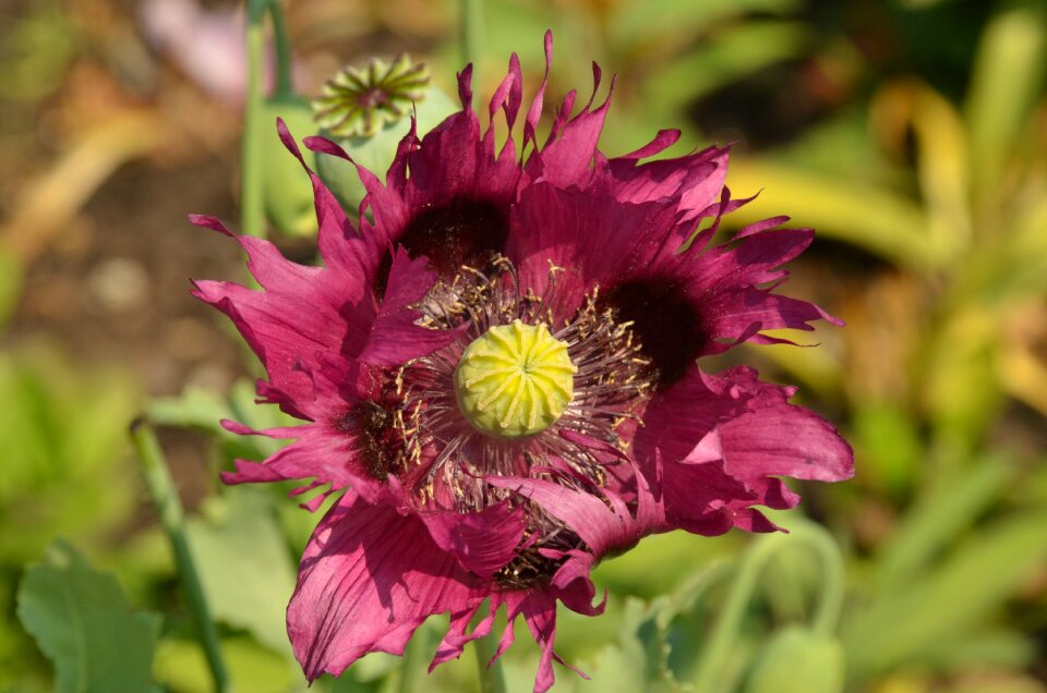 Pestle stamen purple