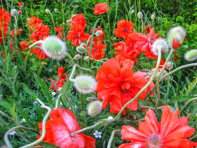 Fire-mohn red poppy flower photo