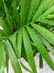 Dew plant water droplets