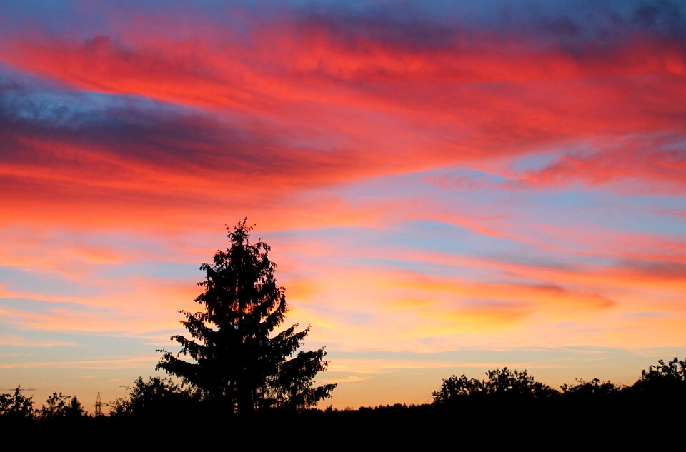 A riot of colors silhouette evening