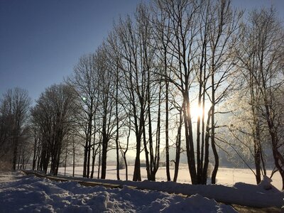 Cold backlighting tree