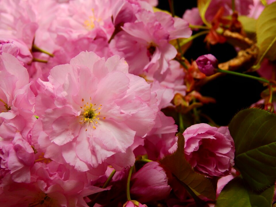 Flower tree plant