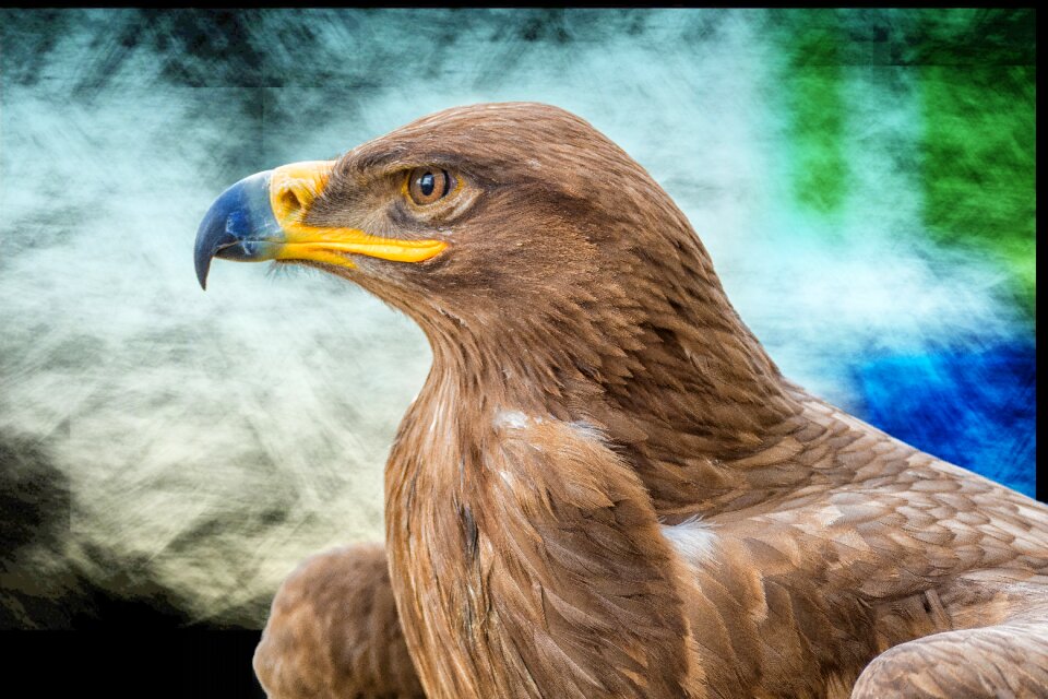 Raptor bird of prey close up