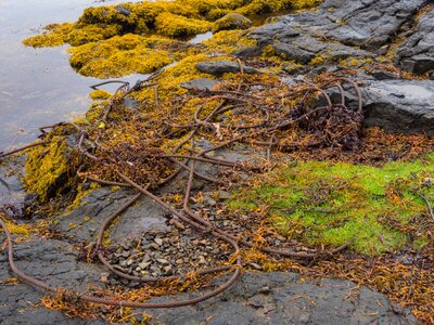 Coastline boat intertidal