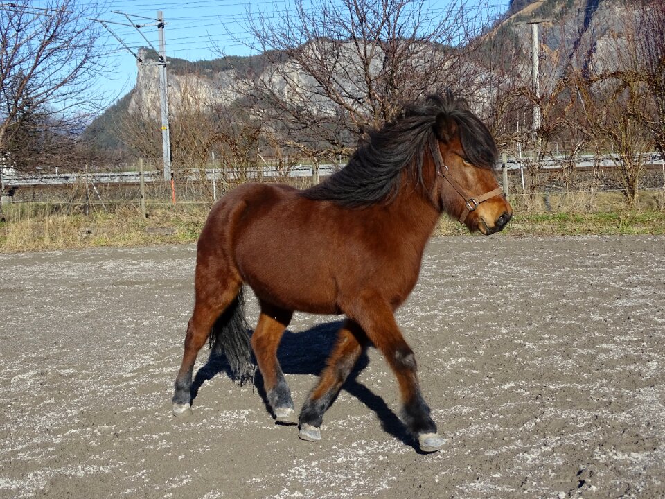 Iceland horse pony equestrian