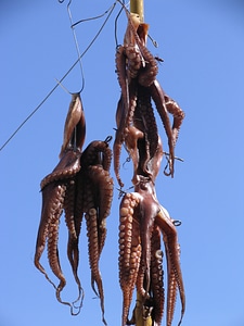 Dried fish vacations sky