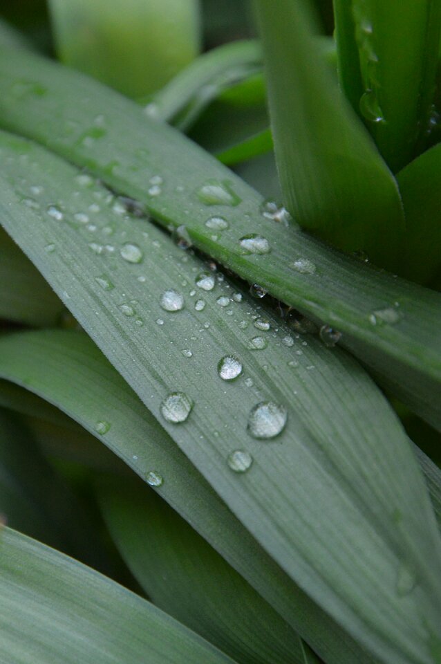 Green leaf dew-drop spring