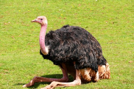 Wildlife animal wild