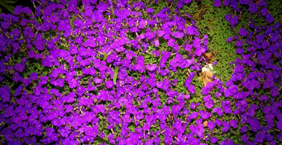 Flower purple nature plant photo
