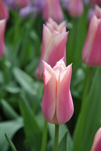 Spring flowers holland tulips photo