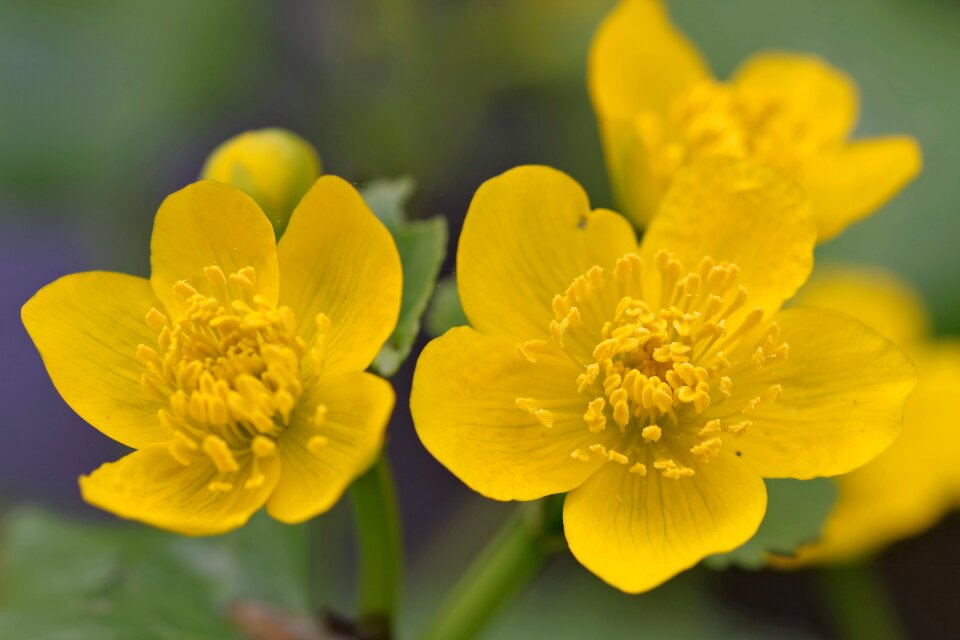 Yellow spring sunny