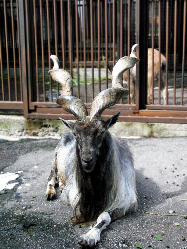 Ovis animal russian animal
