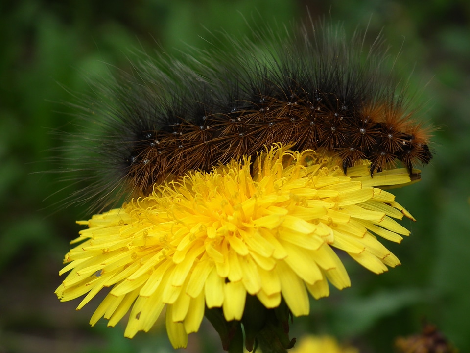 Dandelion a yellow flower macro