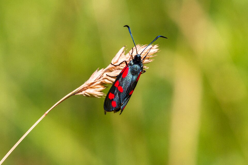 Blood rotwidderchen insect