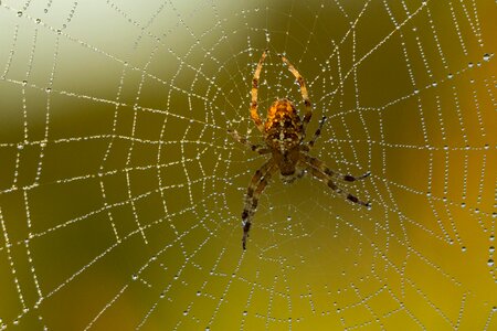 Araneus arachnid animal