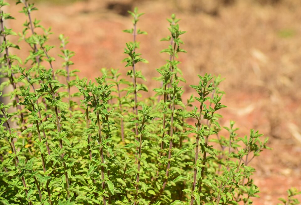 Lamiaceae culinary herbs leaves