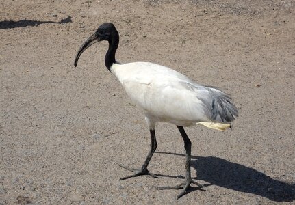 Oriental white ibis threskiornis melanocephalus wader photo