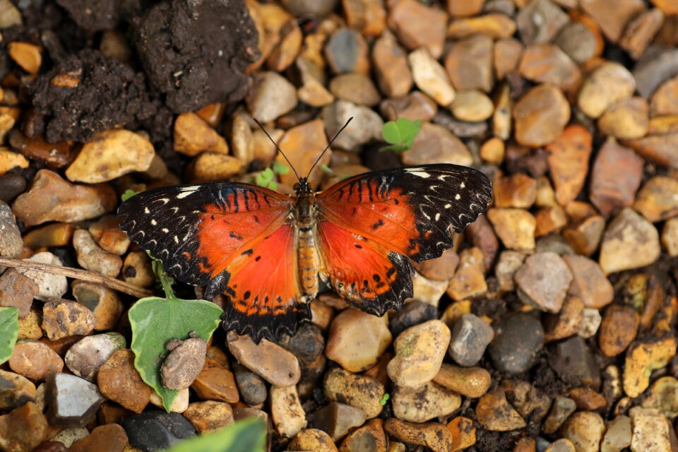 Nature insect colorful