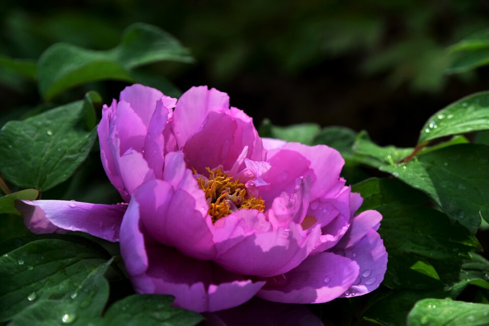 Spring desktop background color