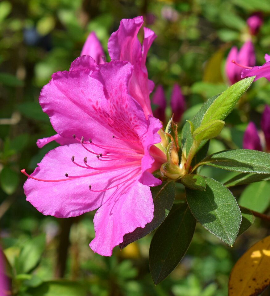 Blossom bloom shrub