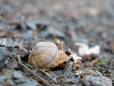 Nature animals shellfish