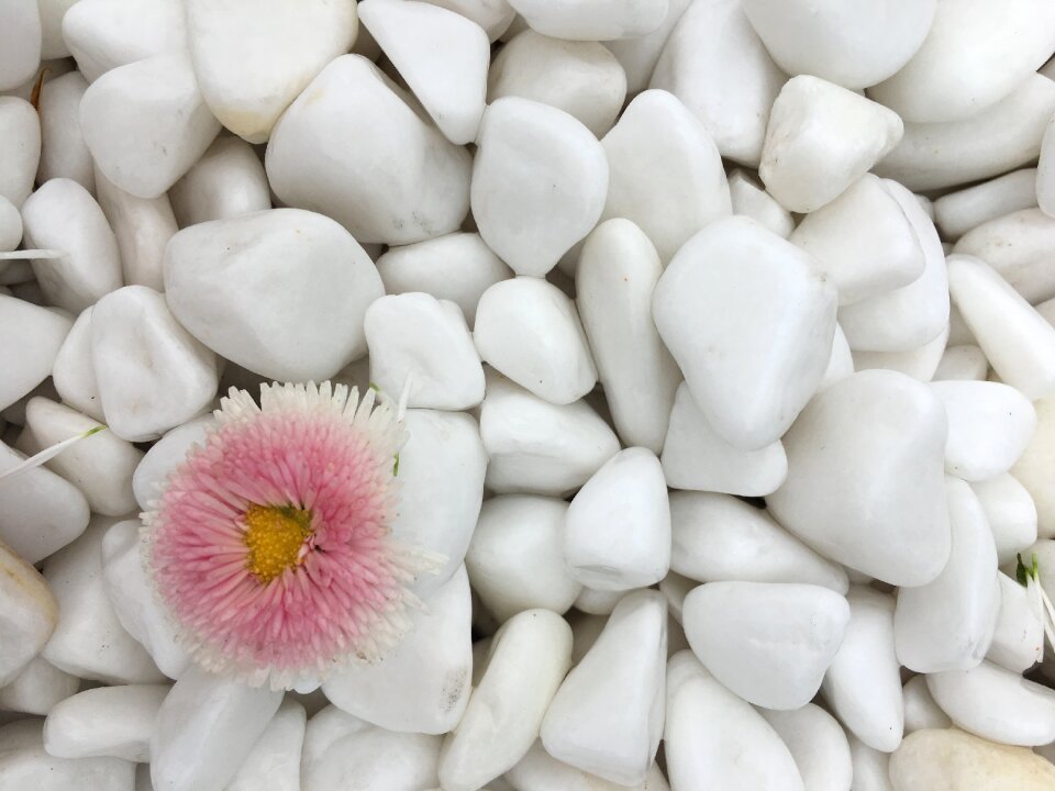 White spring close up