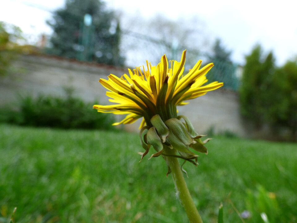 Grass green garden