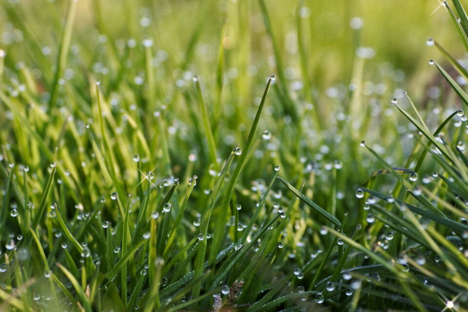 The morning dew water drop of water