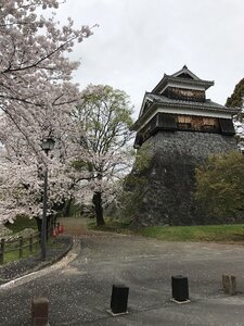 Flower kumamoto castle photo