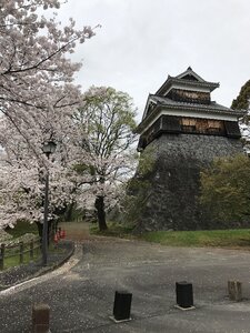 Flower kumamoto castle