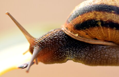 Nature reptile spiral