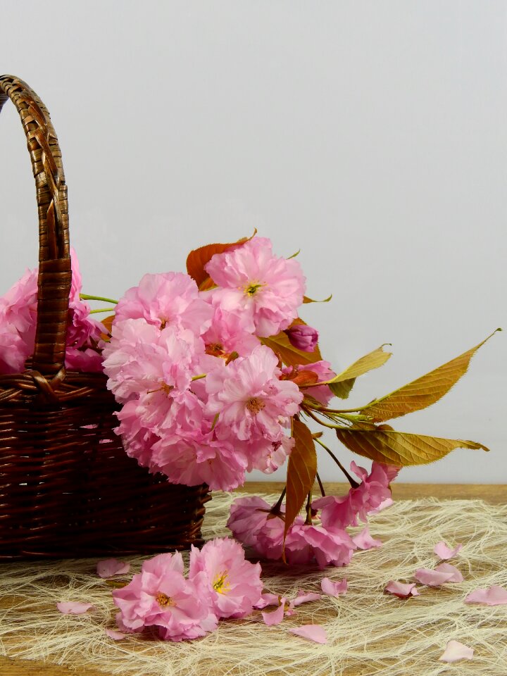 Flower tree plant