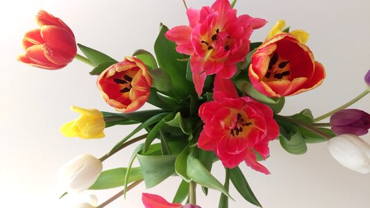 Tulips flowers bouquet