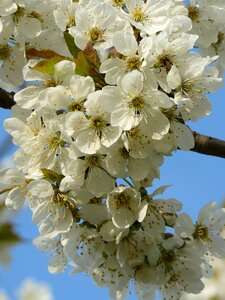 Pollen cherry nature