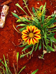 Brown flower sand photo