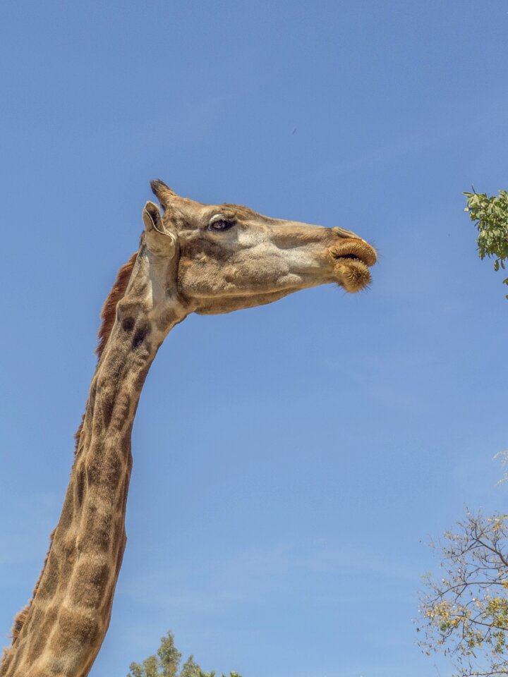 Eating animals africa