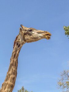 Eating animals africa
