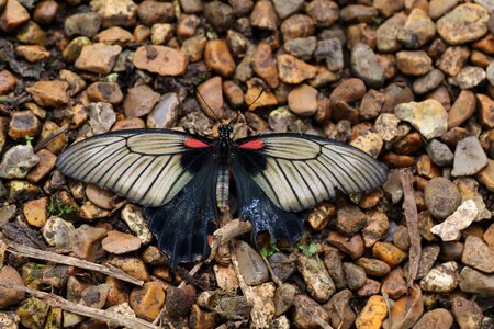 Nature insect colorful