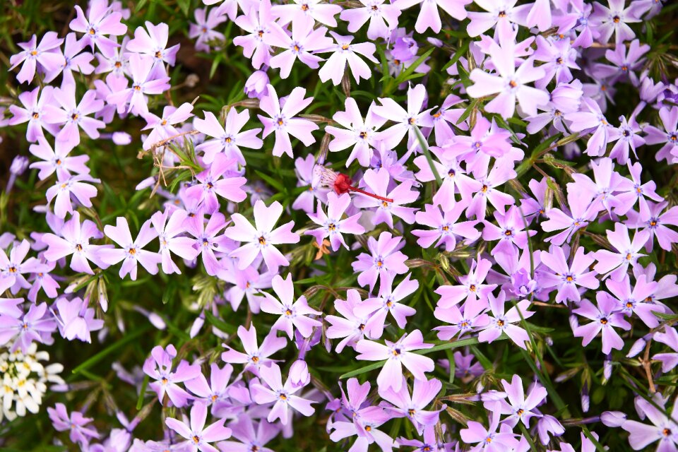 Discounts purple blütenmeer