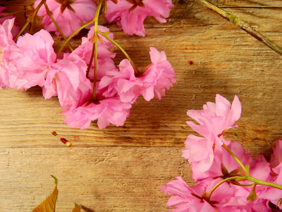 Flower tree plant