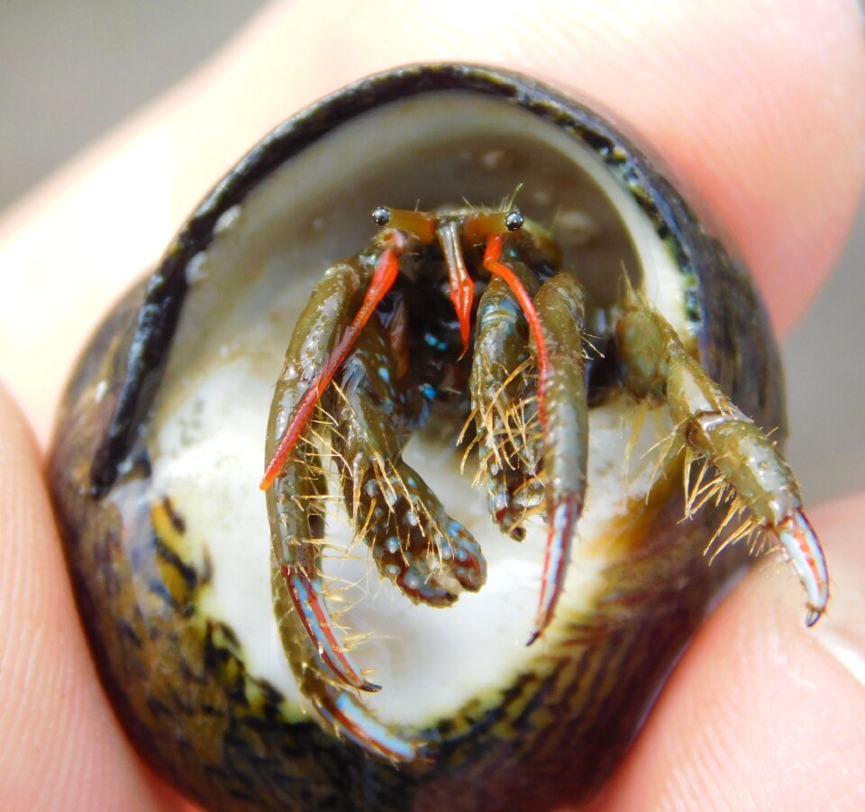 Cangrejo ermitaño macro ocean