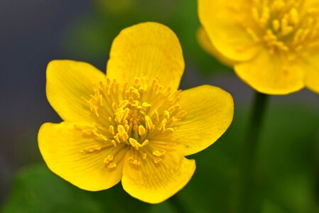 Flower yellow spring