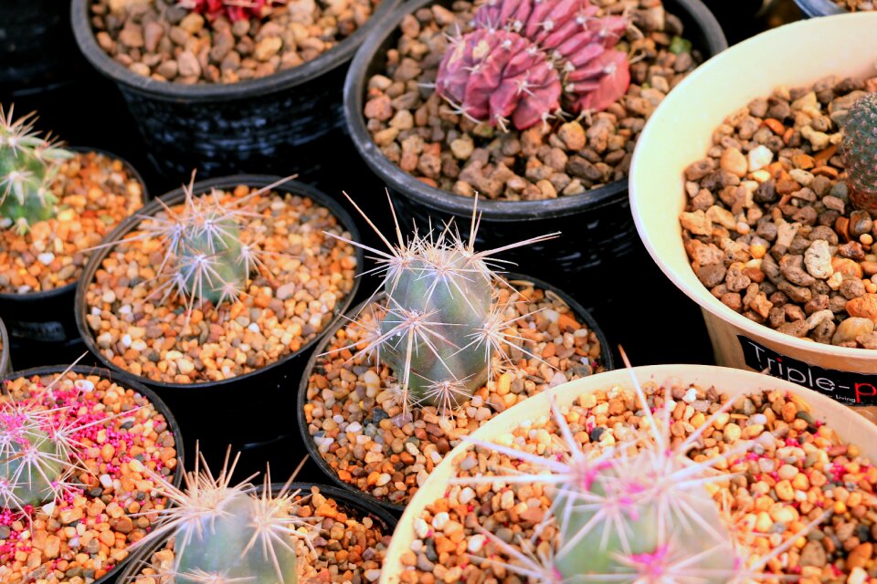 Nature garden botany