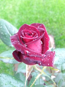 Spring rosa rain