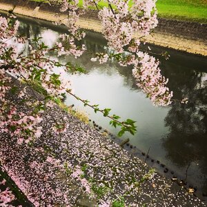 Flower kumamoto castle photo