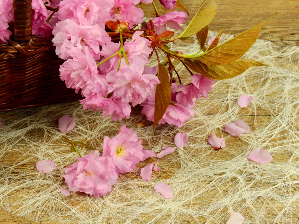 Flower tree plant
