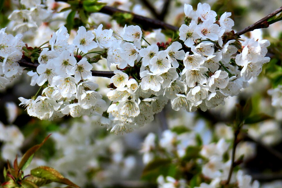 Blossoms flowering twig flowers