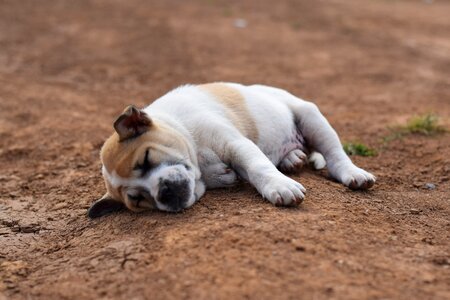 Comfortable soil puppy