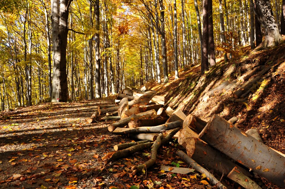 Autumn path leaves photo