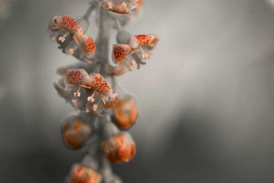 Flower flower currant gray